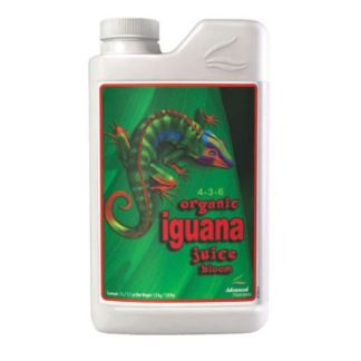 Iguana Juice Bloom